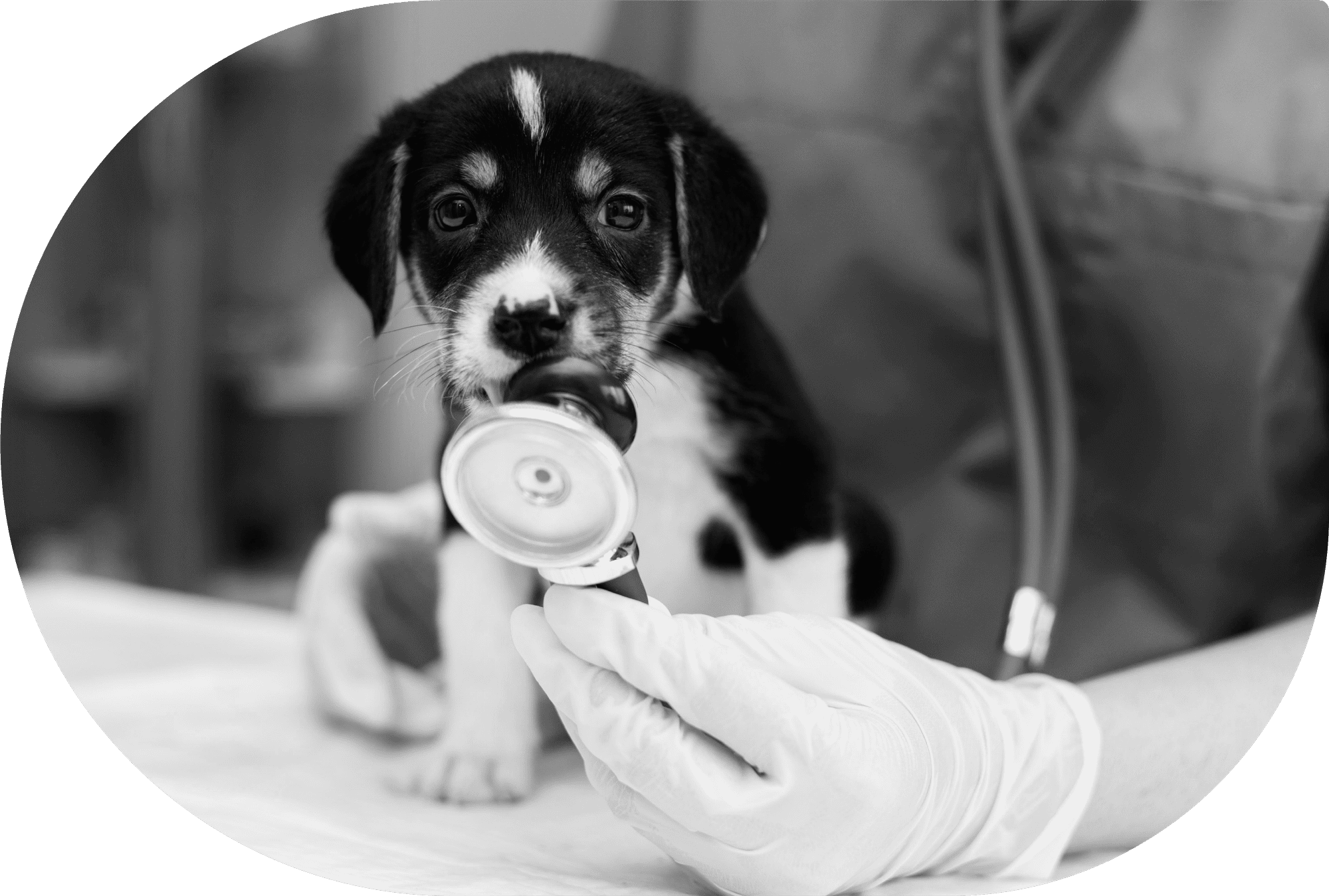 Farmacia Internazionale Bagnasco - Passione, competenza ed impegno per la vostra salute